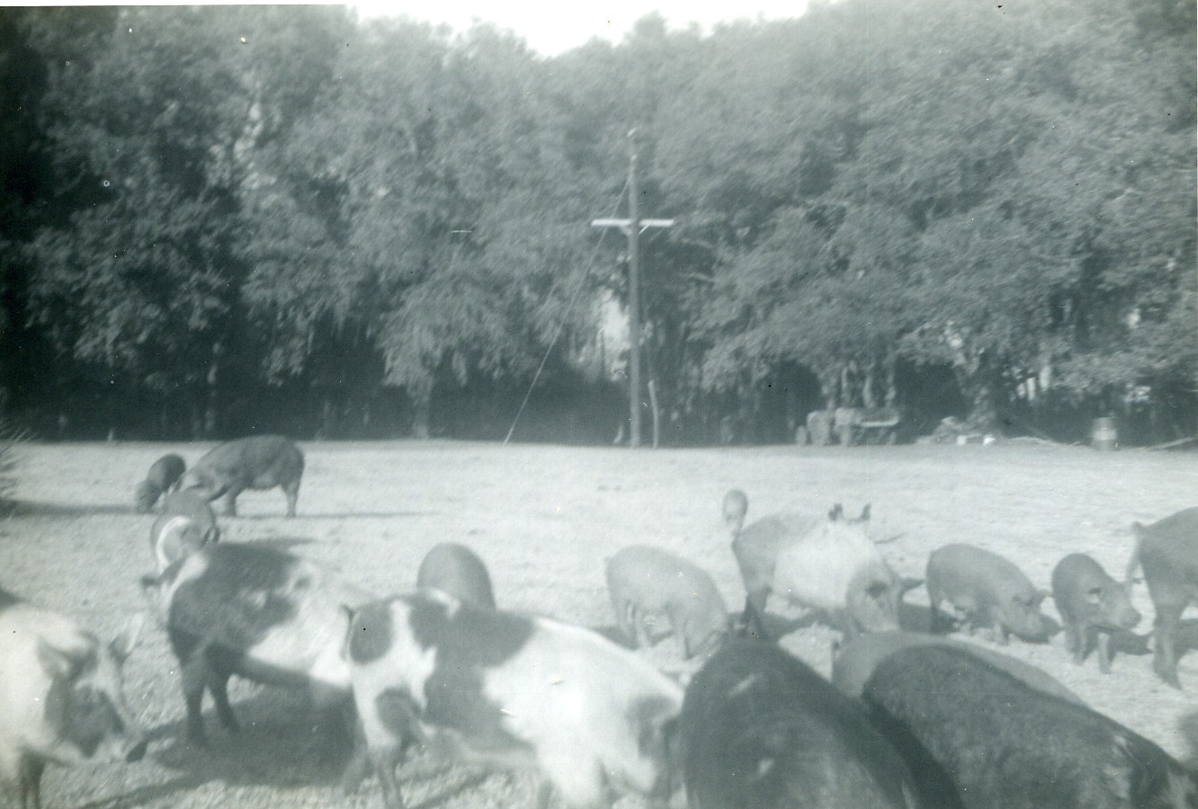 12-5  pigs at Oatland.jpg